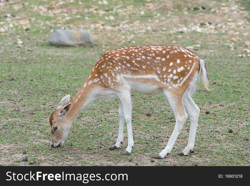 Fallow Deer (Dama Dama)