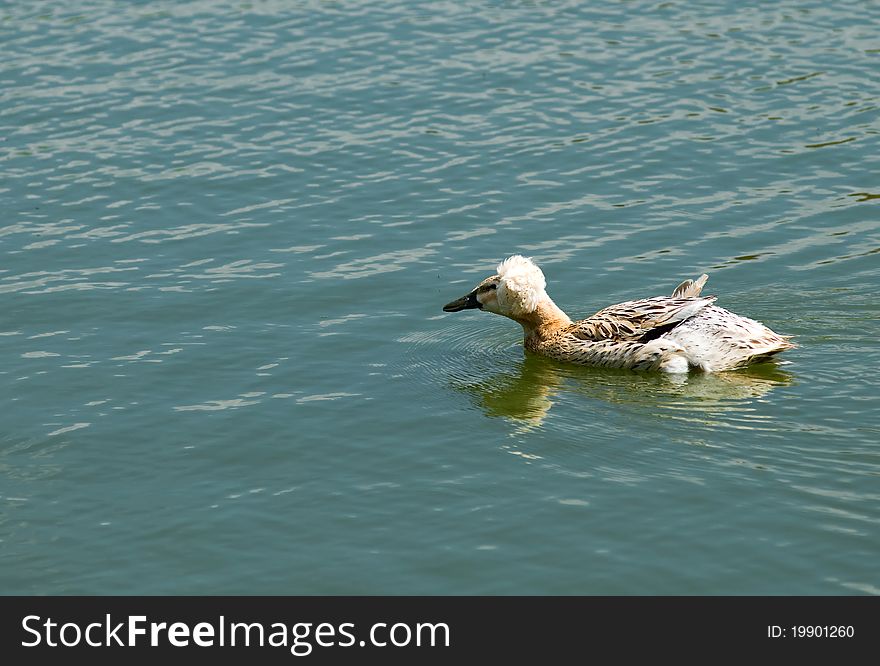 Unusual beautiful bird on the water. Unusual beautiful bird on the water