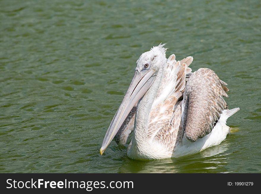 Dalmatian Pelican (Pelecanus crispus)