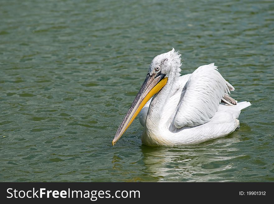 Beautiful large white bird against a background of water. Beautiful large white bird against a background of water