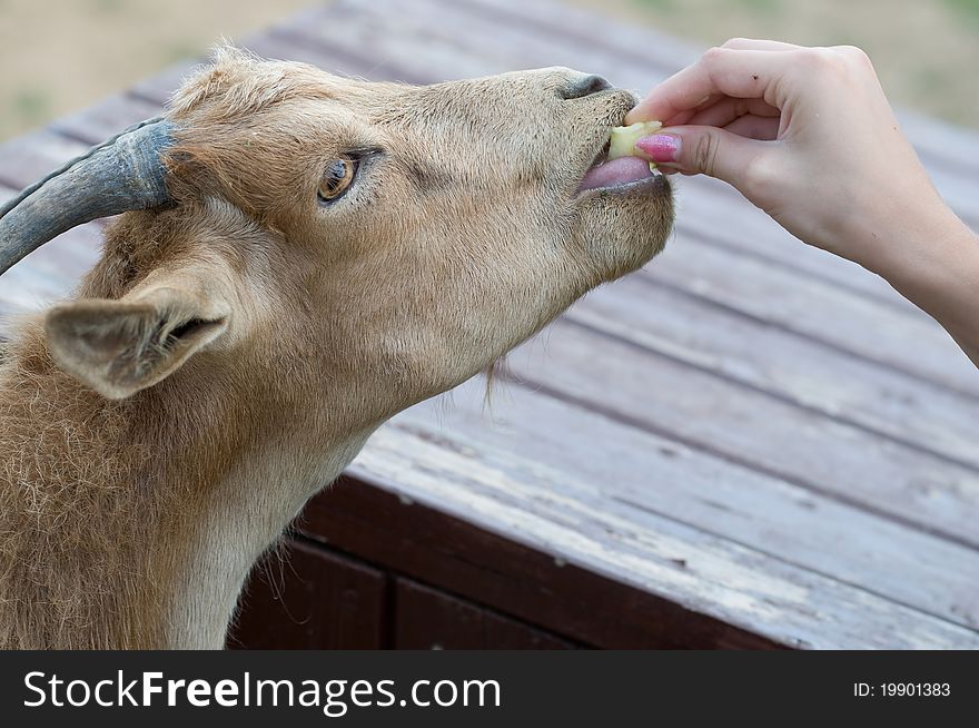 Female hand holding food in front of muzzle animal. Female hand holding food in front of muzzle animal