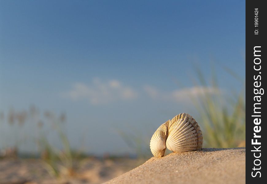 Seashell in the sand against the blue sky out of focus. Seashell in the sand against the blue sky out of focus.