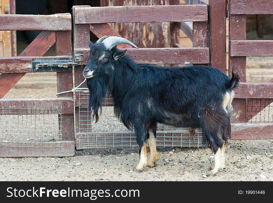 Black bearded goat in the pen