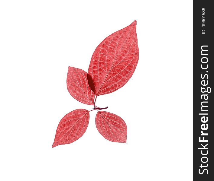 Four red leaves on white.