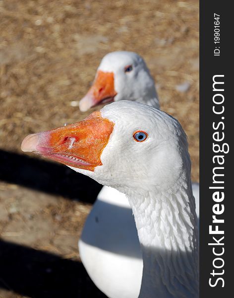 White geese in a barnyard.