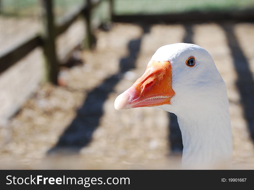 White goose in a barnyard.