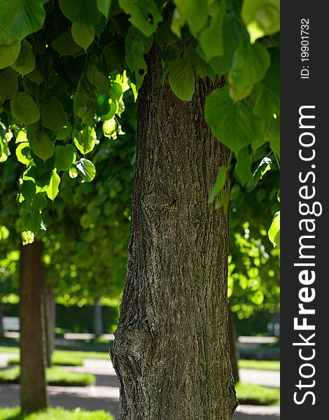Tree in the park in summer.