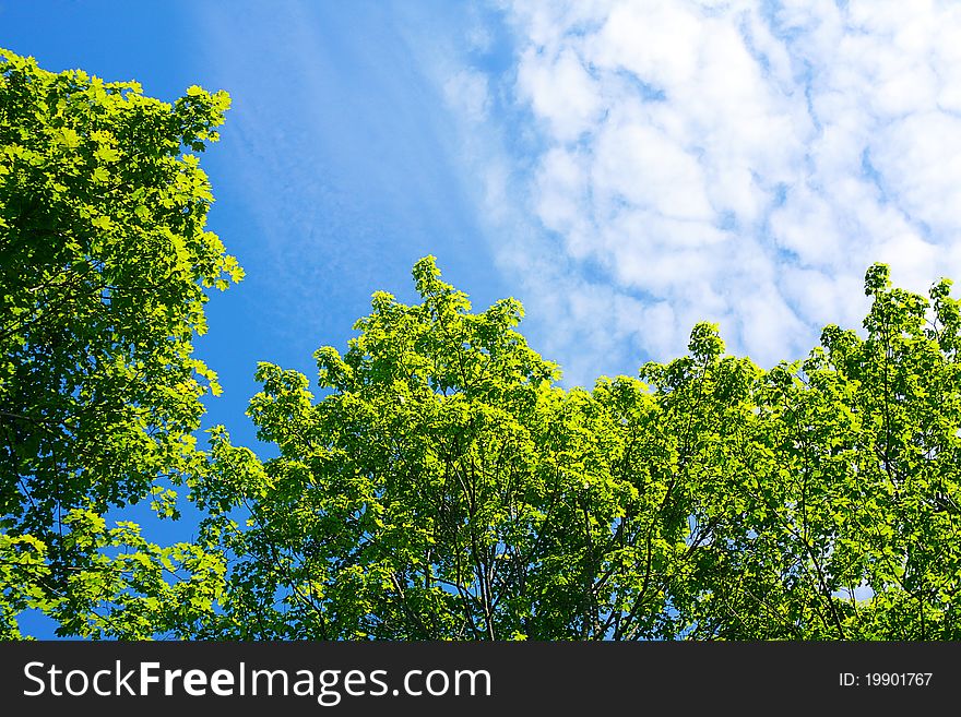 Crones of trees against blue sky background.