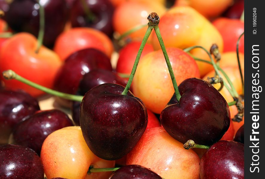 Red and white cherries focus on two red cherries connected by stems. Red and white cherries focus on two red cherries connected by stems.