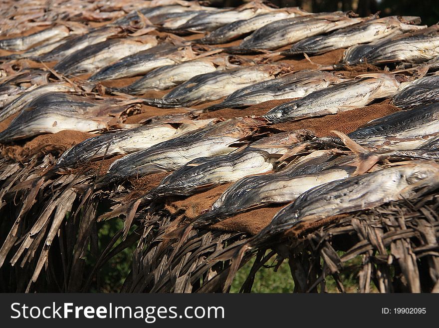 Fish Drying In The Sun