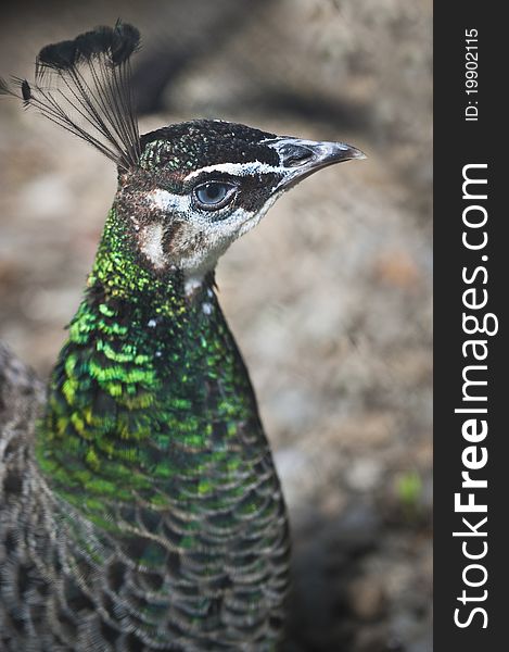 Head of a beautiful peacock with colorful feathers and blue eyes. Head of a beautiful peacock with colorful feathers and blue eyes