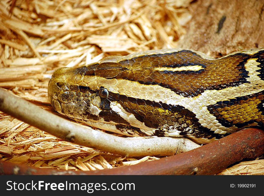 Boa Constrictor head blending into its background. Boa Constrictor head blending into its background