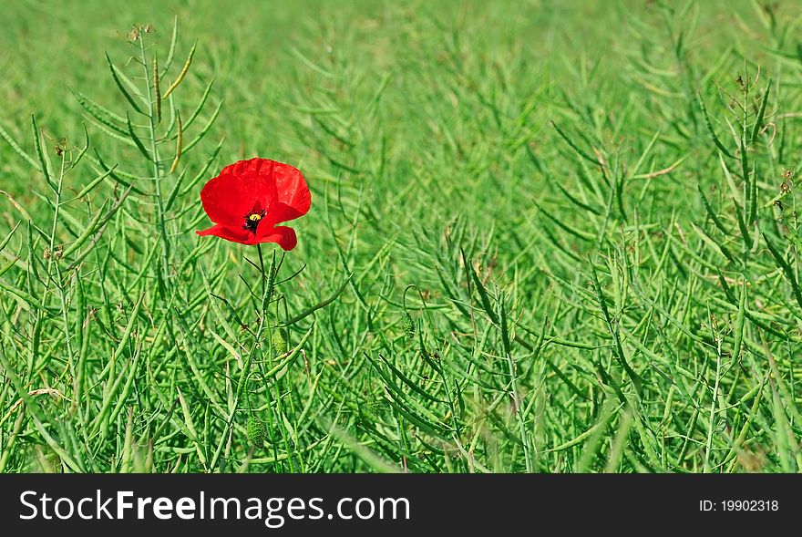 Red poppy in field rapeseed green