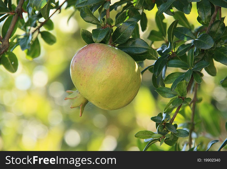 A unripe pomegranate fruit on a tree.