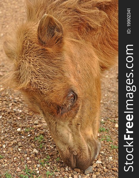 The Bactrian camel is a large even-toed ungulate native to the steppes of central Asia.