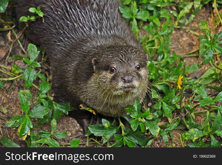 Otter is semi-aquatic mammal. Otters live up to 16 years