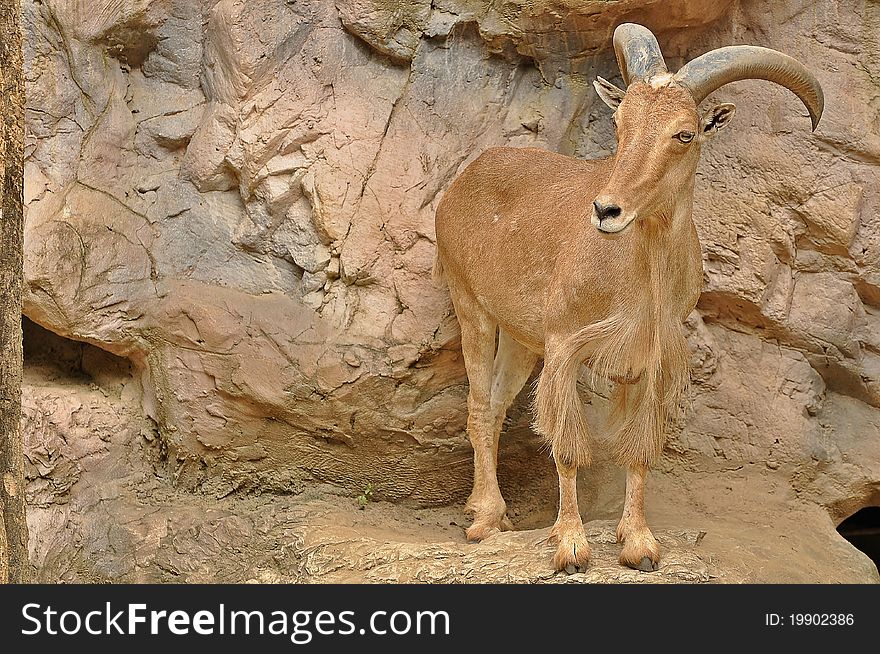 Barbary Sheep stand 80 to 100 cm (2.6 to 3.3 ft) tall at the shoulder and weigh 40 to 140 kg (88 to 310 lb). They are a sandy-brown color, darkening with age, with a slightly lighter underbelly and a darker line along the back.