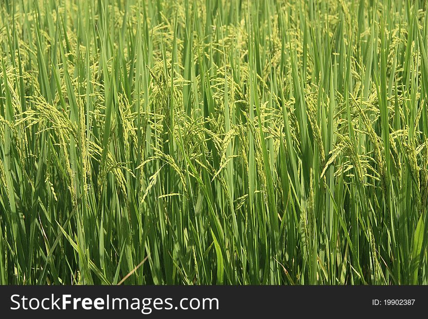 A close up of a paddy-field with almost ripe rice plants in Sri Lanka. A close up of a paddy-field with almost ripe rice plants in Sri Lanka