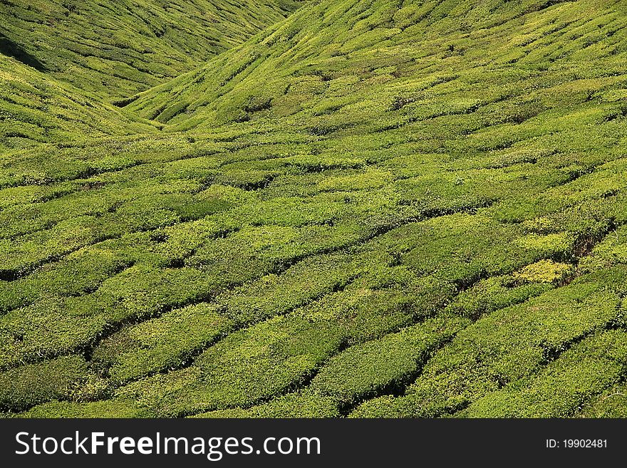 A tea field on mountain slopse in the Western Ghats, India. A tea field on mountain slopse in the Western Ghats, India.