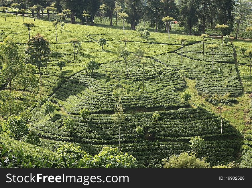 Tea plantation with trees in Western Ghats. India.