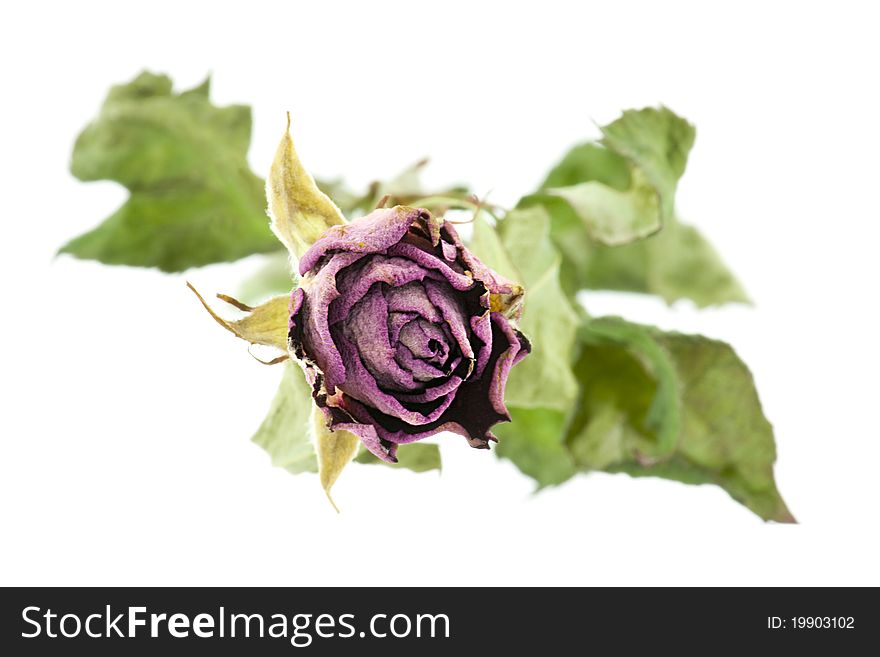 Dried rose isolated on white