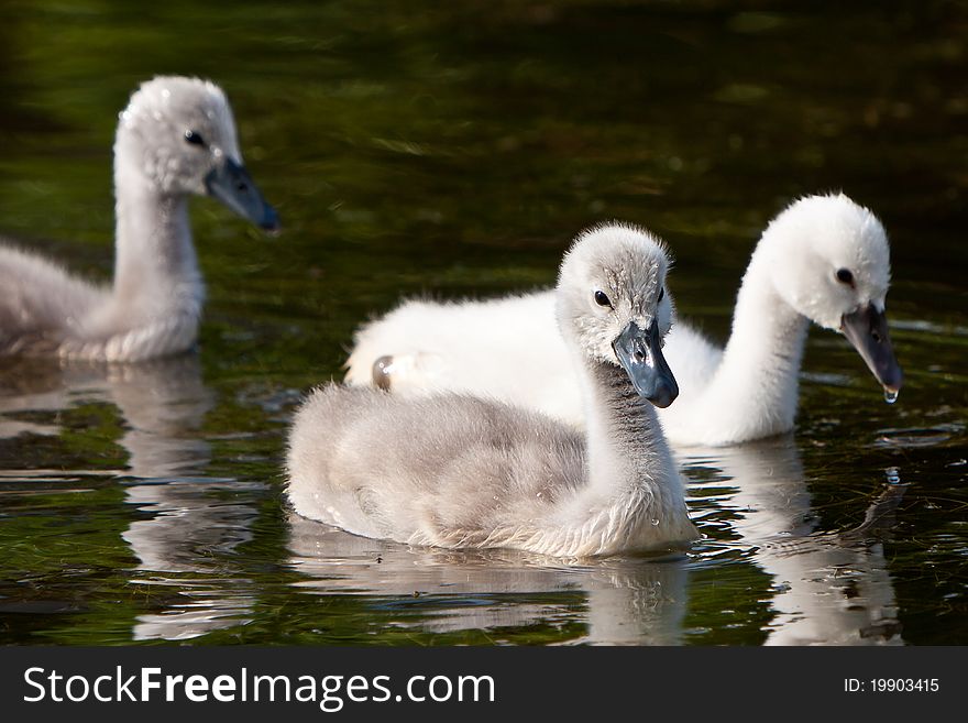 Juvenile swans in the water