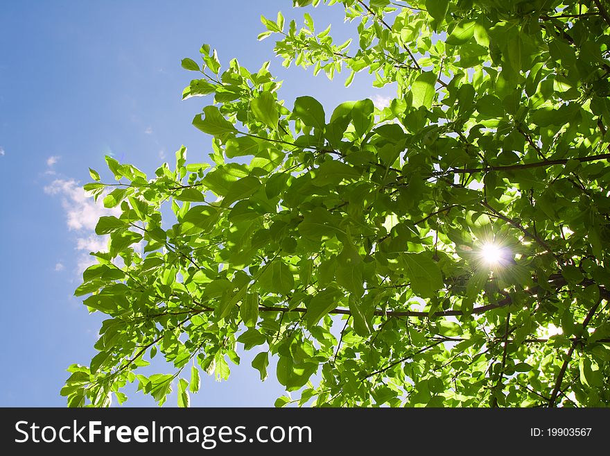Blue cloudy sky and green leaves of tree. Blue cloudy sky and green leaves of tree