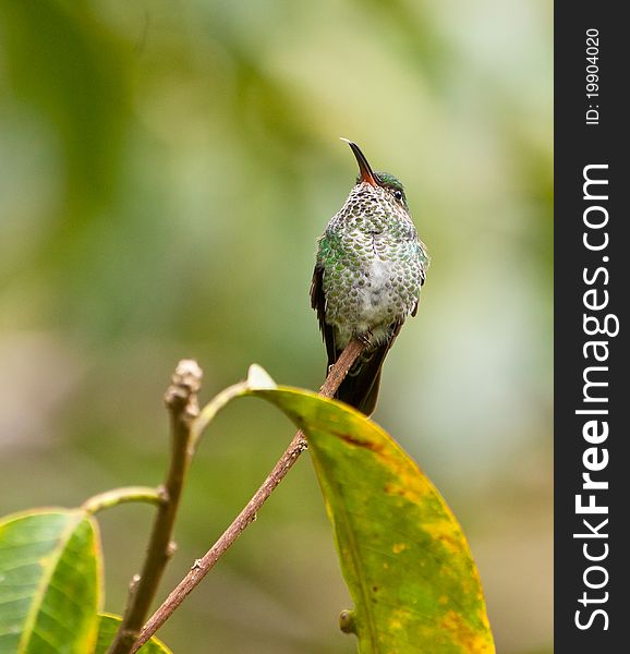 A Gray-Breasted Sabrewing Hummingbird