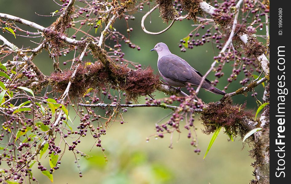 A Grey-fronted Dove (Leptotila rufaxilla) withg wild fruits in the peruvian rainforest.