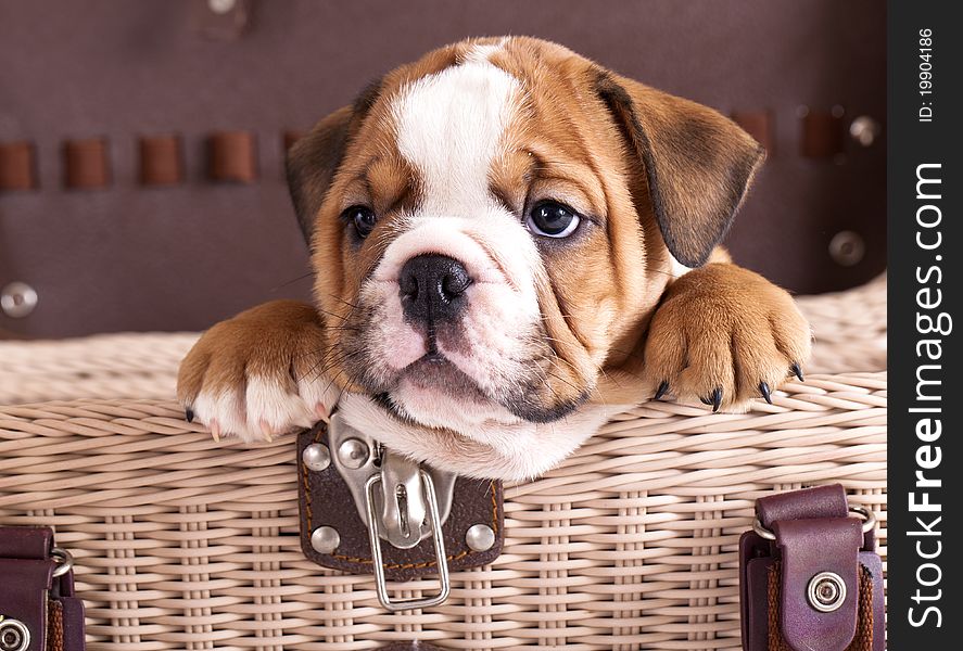 Puppy purebred english Bulldog sitting in basket. Puppy purebred english Bulldog sitting in basket