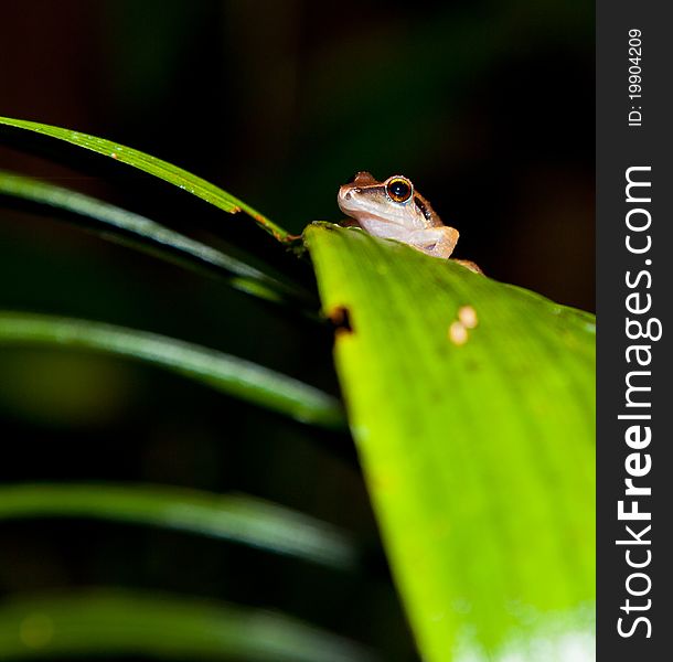 A frog of the hylidae family rests on a leaf in the darkness of the peruvian rainforest. A frog of the hylidae family rests on a leaf in the darkness of the peruvian rainforest.