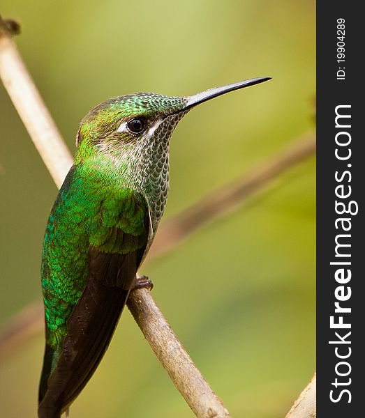 A close-up of a Long-tailed Sylph Hummingbird (Aglaiocercus kingi) showing the delicate shape of this flying jewel. A close-up of a Long-tailed Sylph Hummingbird (Aglaiocercus kingi) showing the delicate shape of this flying jewel.