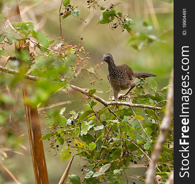 The Speckled Chachalaca (Ortalis guttata) is a pheasant-like bird inhabiting the western amazon basin.