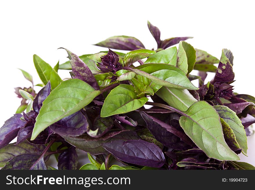 Mix Of Green And Purple Basil