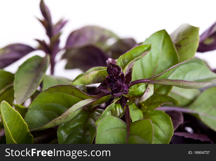 Mix Of Green And Purple Basil