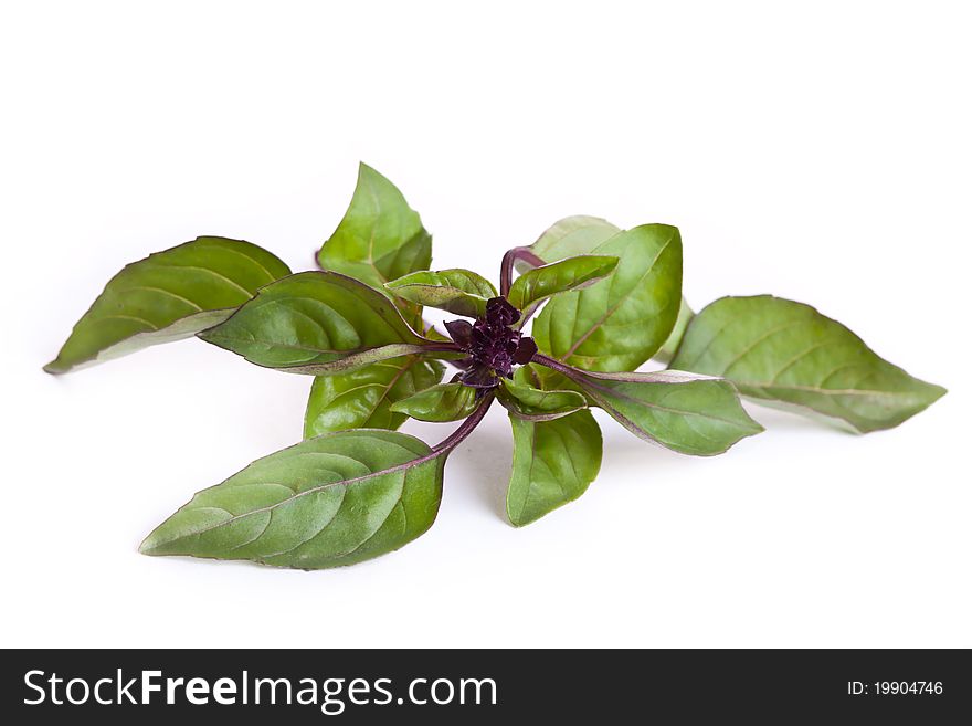 Fresh Green Basil