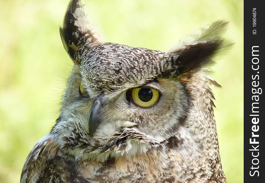 Bubo virgianus occidentalis Canadian eagle owl. Bubo virgianus occidentalis Canadian eagle owl