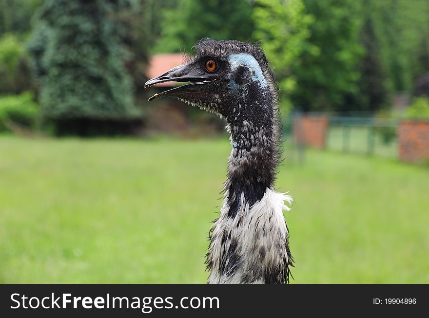 Portrait of an ostrich head. Portrait of an ostrich head