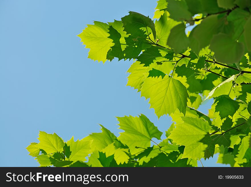 Green maple leaves in sunny day on blue sky with copy space. Ideal for ecology subjects. Green maple leaves in sunny day on blue sky with copy space. Ideal for ecology subjects