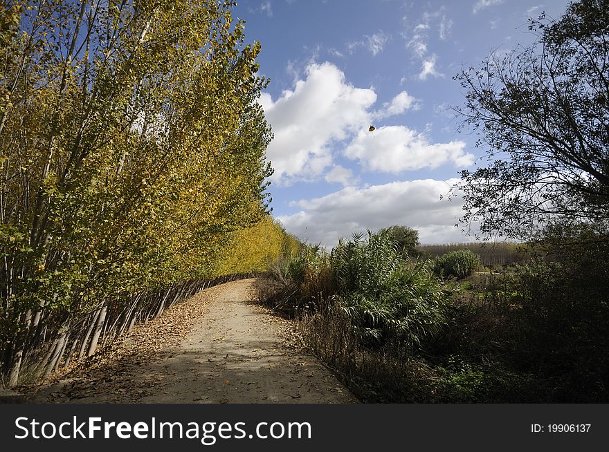 A path between trees in a poplar forest. A path between trees in a poplar forest