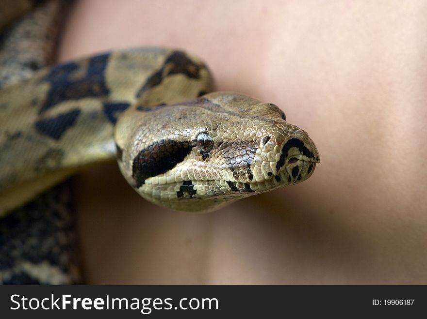 Close-up shot of a Python snake