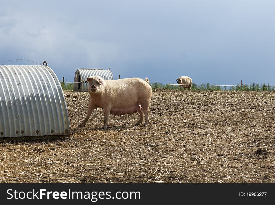 Female pig on the open farm field. Female pig on the open farm field