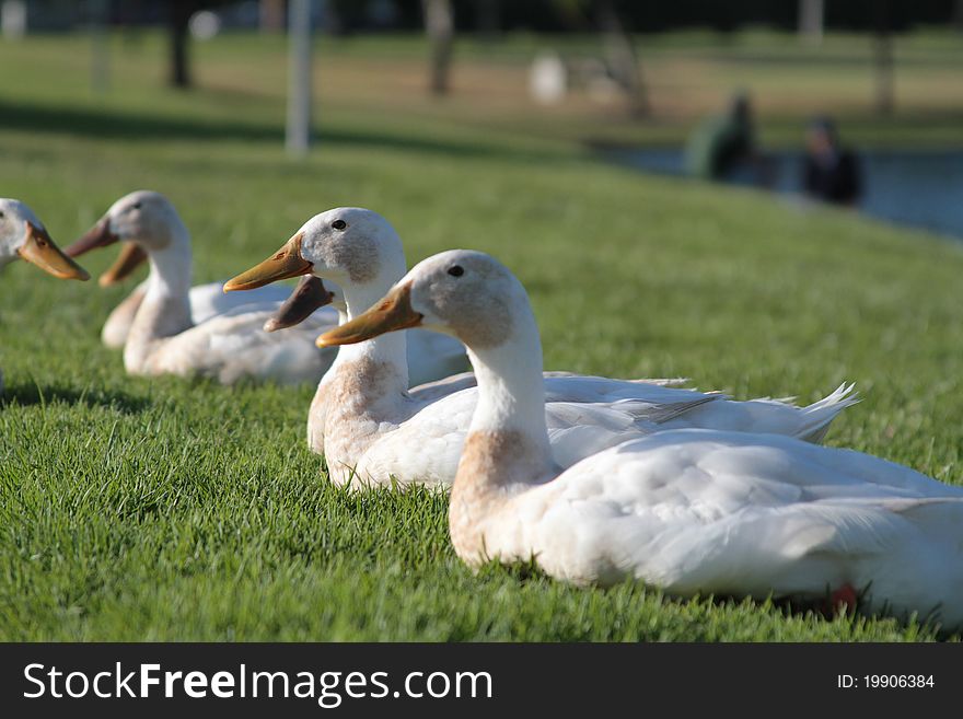 White ducks resting in a California City Park