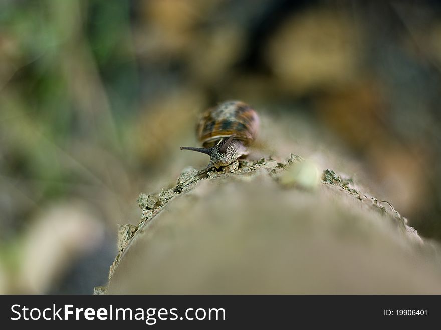 A snail climbing a tree. Has used a large f-stop for very small depth of field and achieve a spectacular effect. A snail climbing a tree. Has used a large f-stop for very small depth of field and achieve a spectacular effect.