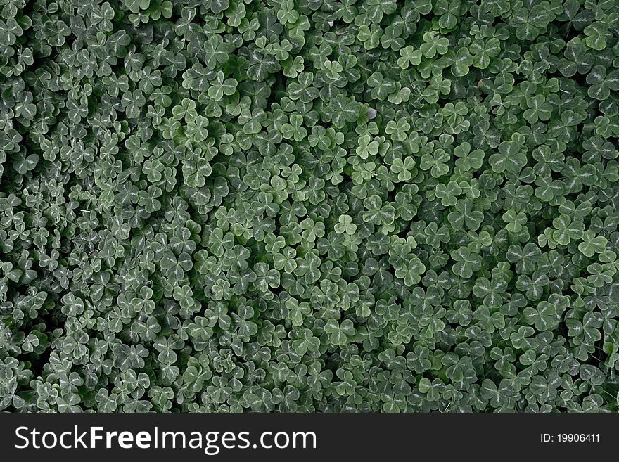 A field of clover, find the lucky one!