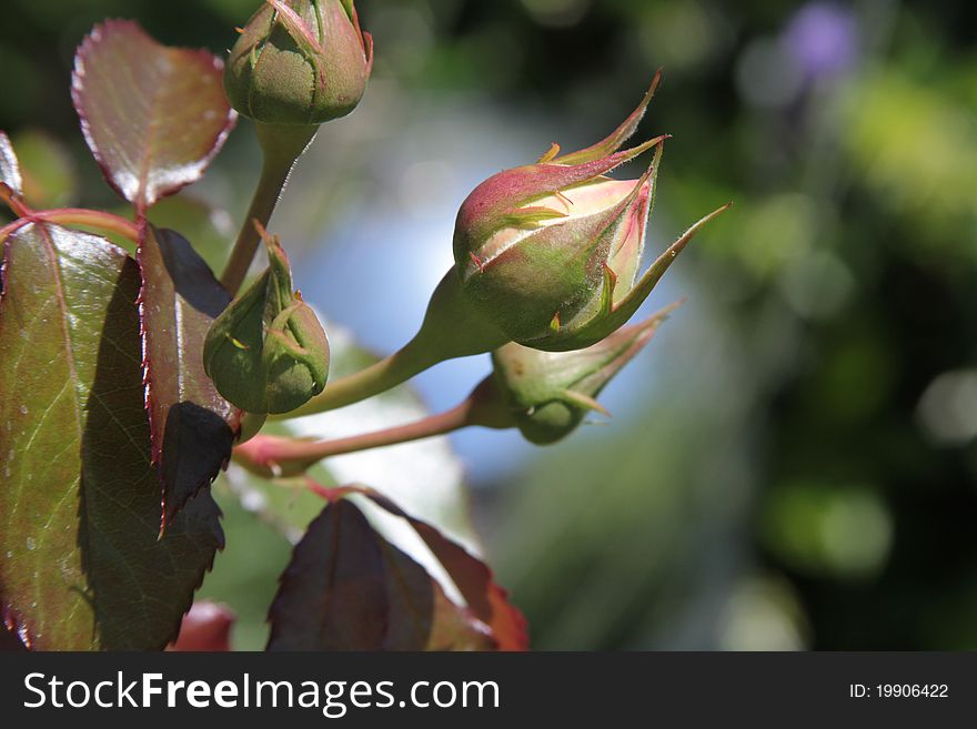 Budding rose in california garden