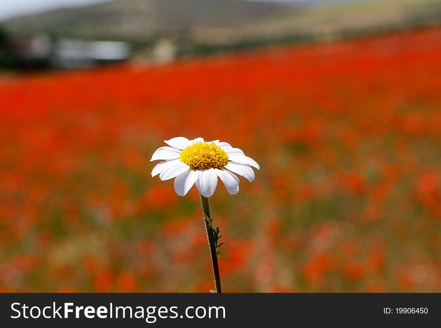 Daisy In Poppy Field