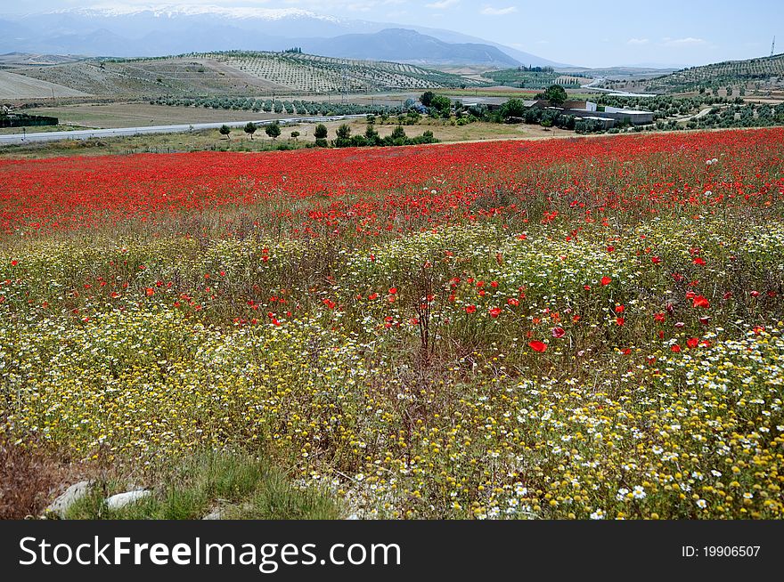 Poppy Field in Pinos Puente, Granada, Andalusia, Spain