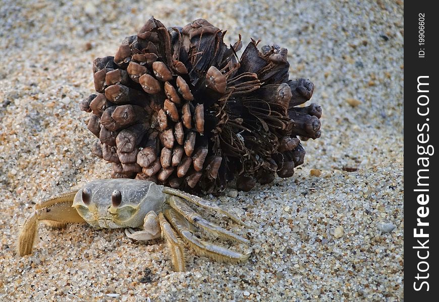 A picture of a sand or ghost crab who had been trying to hide behind a pine cone on the beach. A picture of a sand or ghost crab who had been trying to hide behind a pine cone on the beach