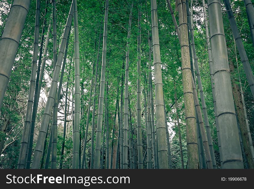Bamboo Forest In Rural Japan